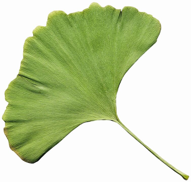 gingko biloba u Insuvit za dijabetes